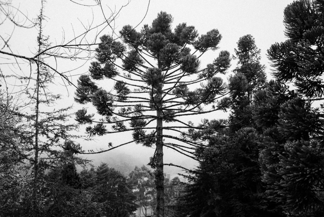 Cabana Mimosa Monte Verde  Eksteriør billede